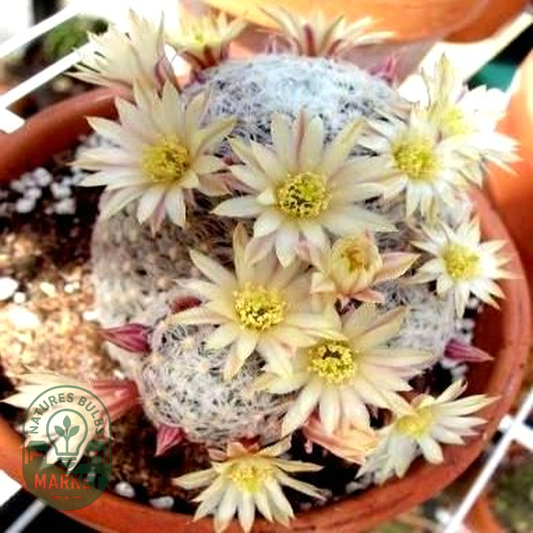 Mammillaria nana