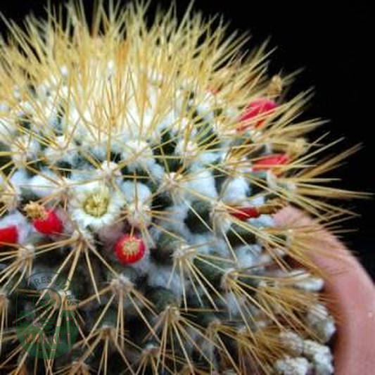 Mammillaria nivosa