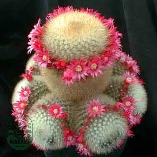 Mammillaria pilcayensis