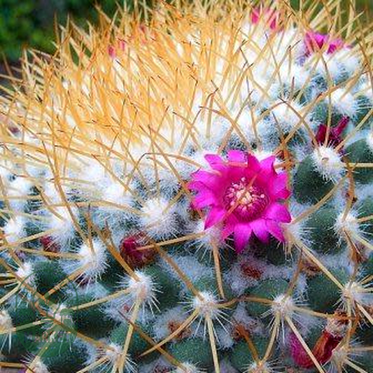 Mammillaria rhodantha