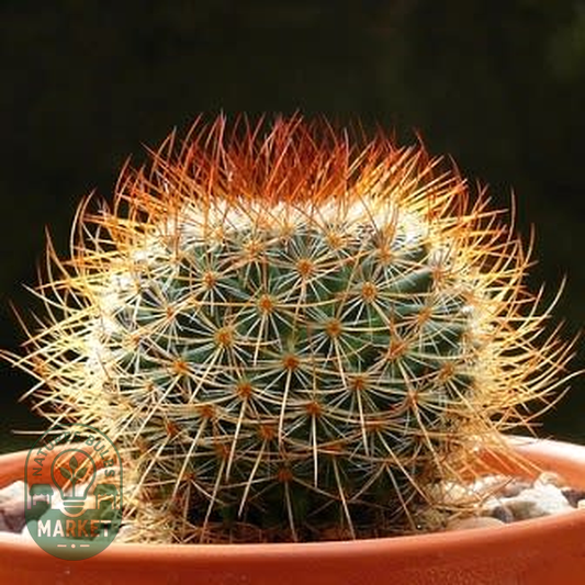 Mammillaria rhodantha var. rubrum