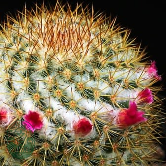 Mammillaria ruestii