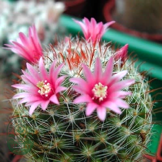 Mammillaria scheidweileriana