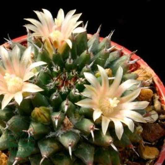 Mammillaria sempervivi