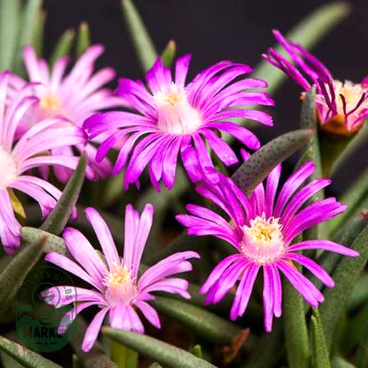 Marlothistella uniondalensis