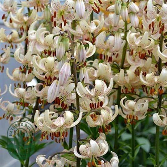 Martagon Albiflorum