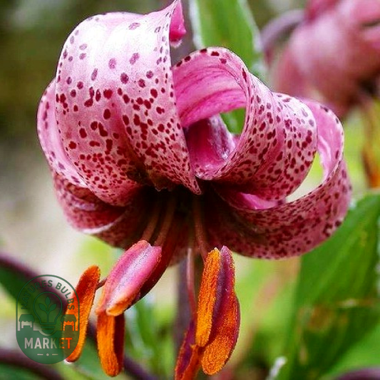 Martagon Rose