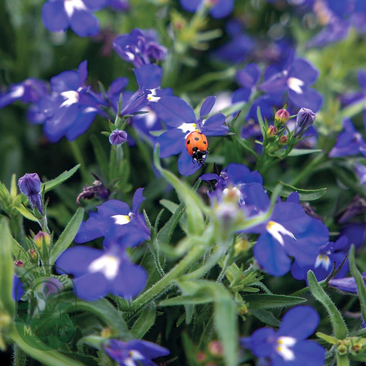 Masterpiece Blue with Eye Lobelia Seeds
