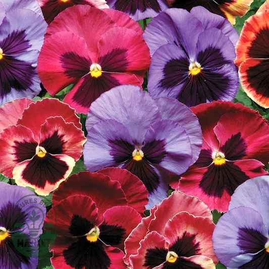 Matrix® Coastal Sunrise Mix Pansy Seeds