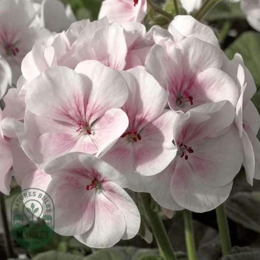 Maverick™ Appleblossom Hybrid Geranium Seeds