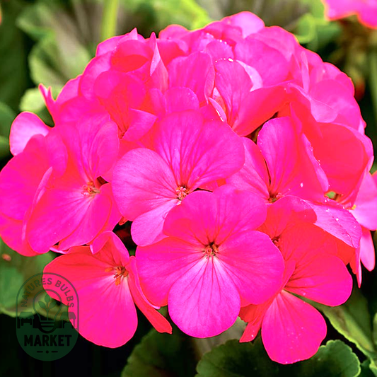 Maverick™ Rose Hybrid Geranium Seeds