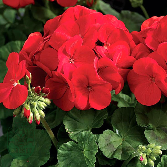 Maverick™ Scarlet Geranium Seeds