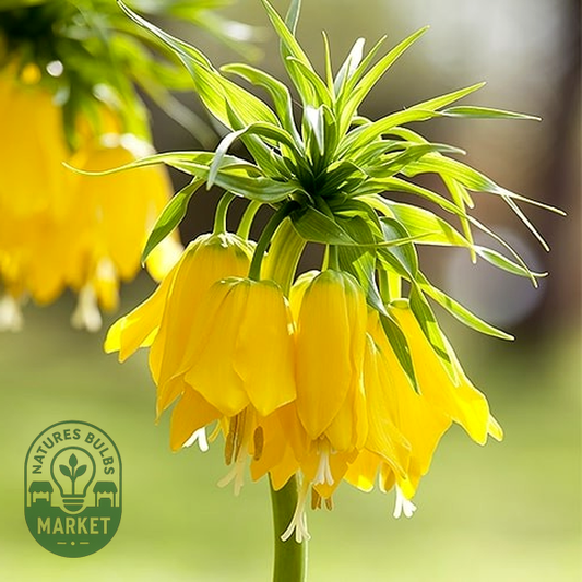 Maxima Lutea