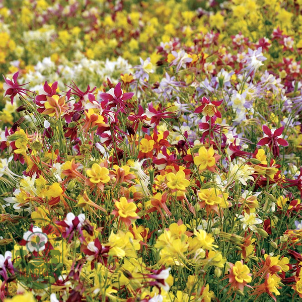 McKana Giants Mixed' Columbine Seeds