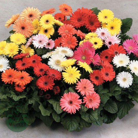 Mega Revolution™ Select Mix Gerbera Daisy Seeds
