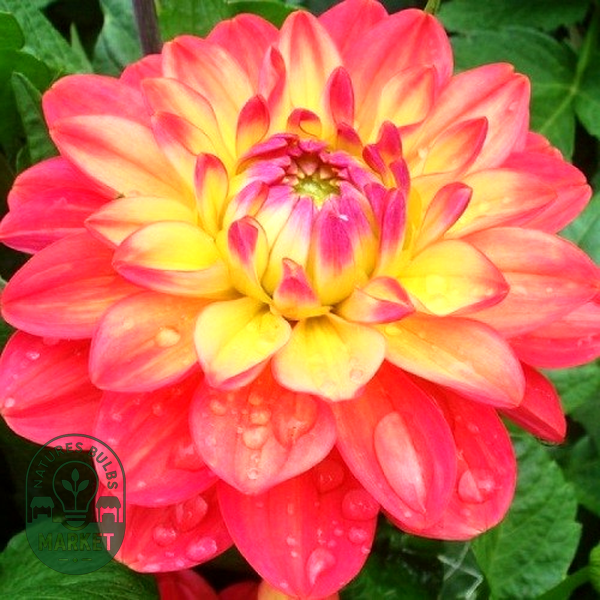 Melody Allegro