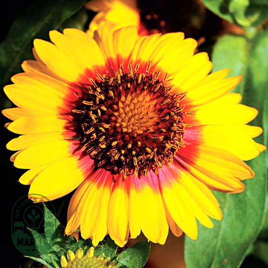 Mesa™ Bright Bicolor Hybrid Blanket Flower Seeds
