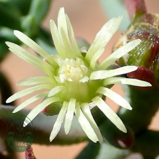 Mesembryanthemum granulicaule