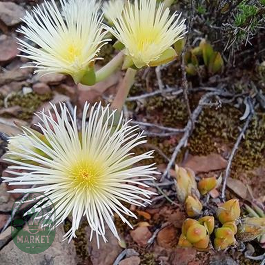Mesembryanthemum ladismithiense