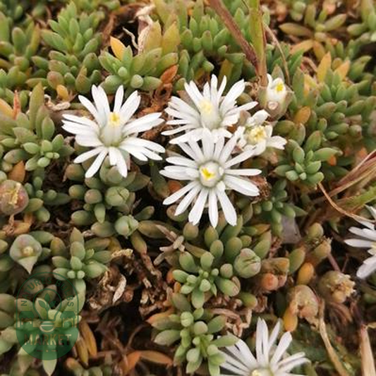 Mesembryanthemum parviflorum