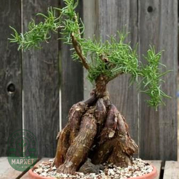 Mestoklema tuberosum