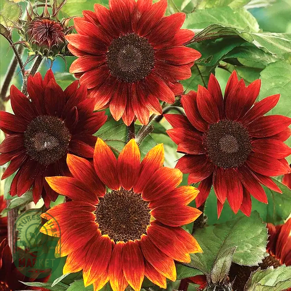 Midnight Rouge' Sunflower Seeds