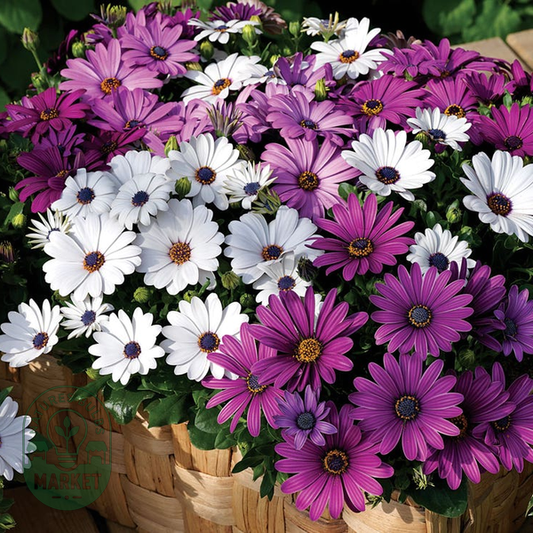 Mix Osteospermum Seeds