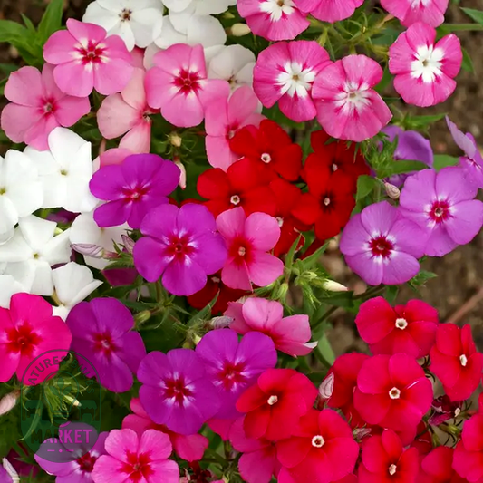 Mixed Annual Phlox Seeds