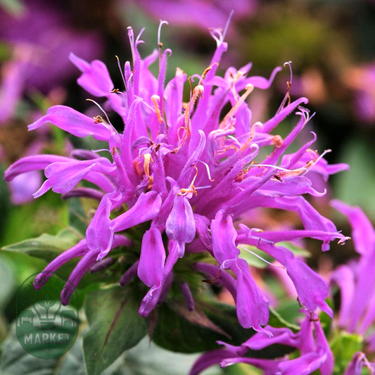 Monarda Balmy™ Lilac Bee Balm