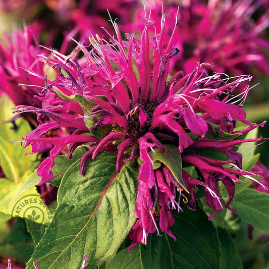 Monarda Balmy™ Purple Bee Balm