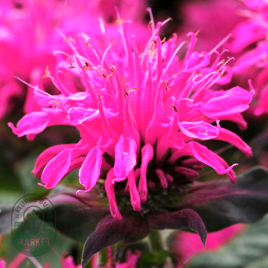 Monarda Balmy™ Rose