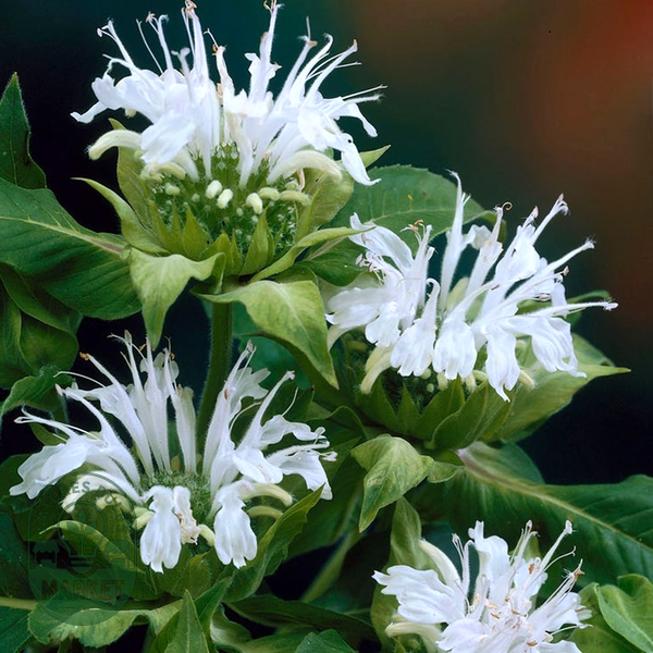 Monarda Ice Out Bee Balm