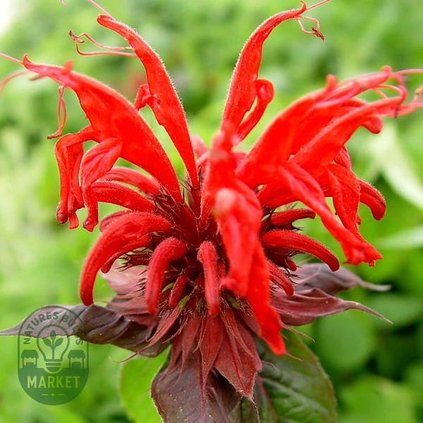 Monarda 'Jacob Cline'