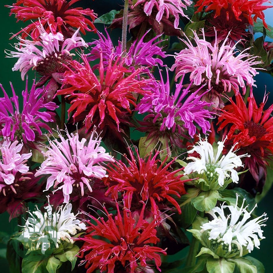 Monarda Mix Bee Balm