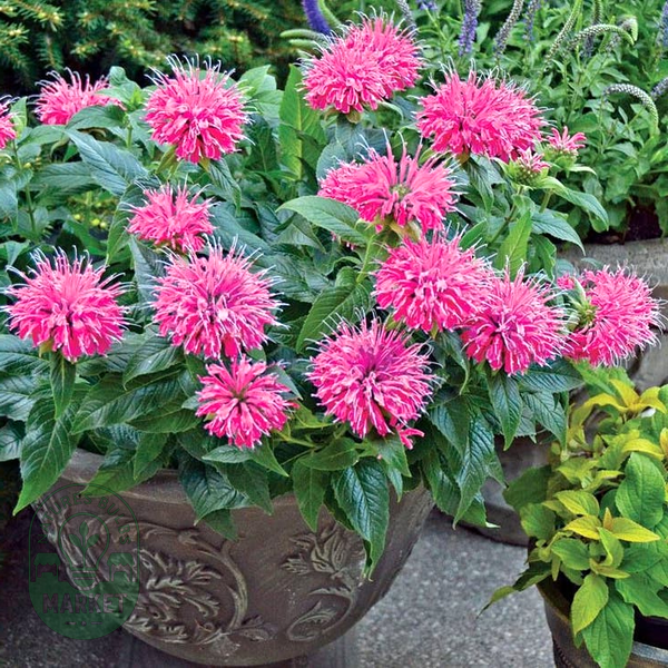 Monarda Pardon My Pink