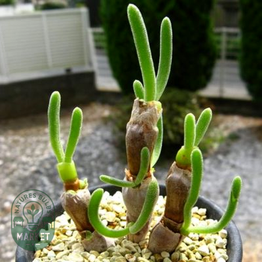 Monilaria chrysoleuca