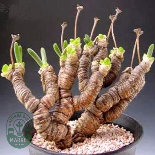 Monilaria moniliformis