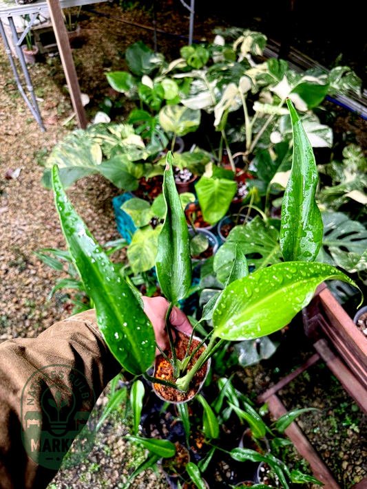 Monstera Burle Marx Flame