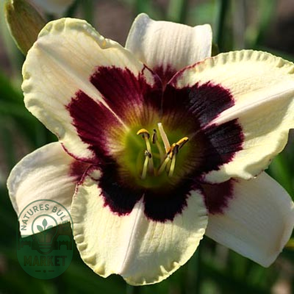 Moonlight Masquerade