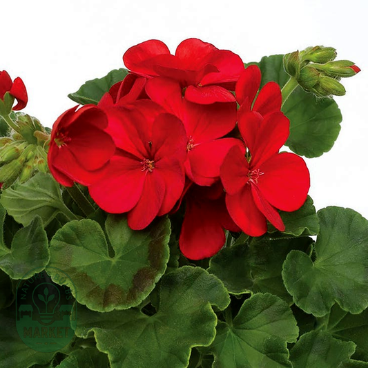 Multibloom™ Red Hybrid Geranium Seeds
