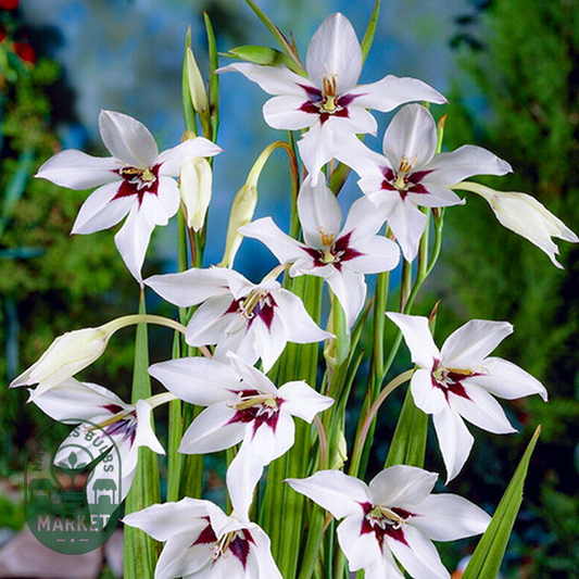 Murielae