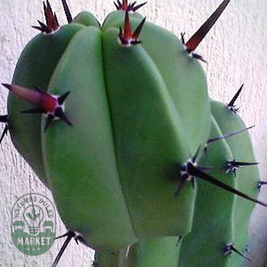 Myrtillocactus geometrizans
