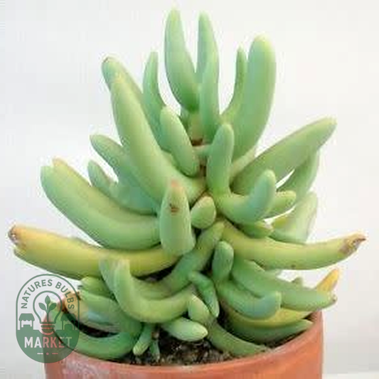Namaquanthus vanheerdei