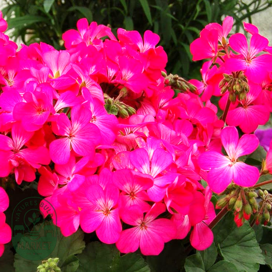 Nano™ Pink Geranium Seeds