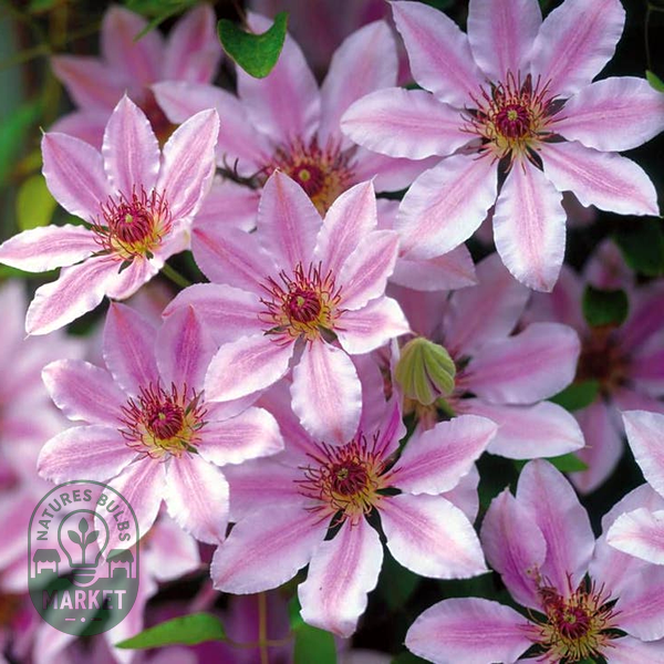 Nelly Moser' Clematis