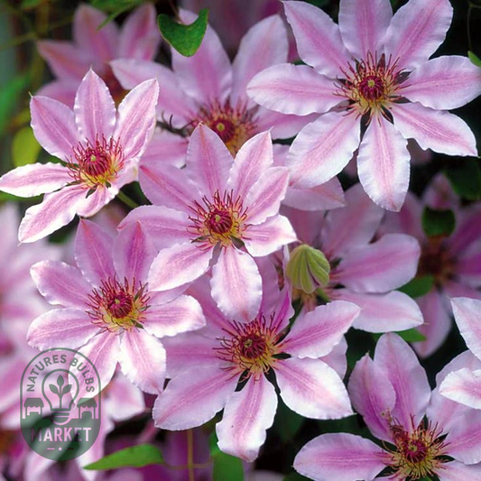 Nelly Moser' Clematis