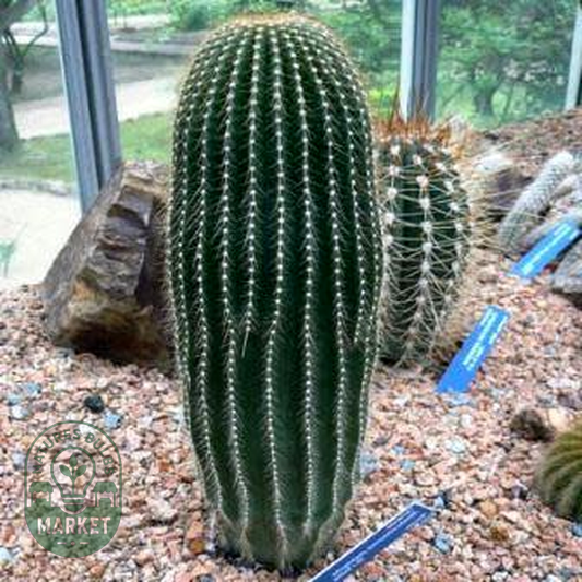 Neobuxbaumia polylopha
