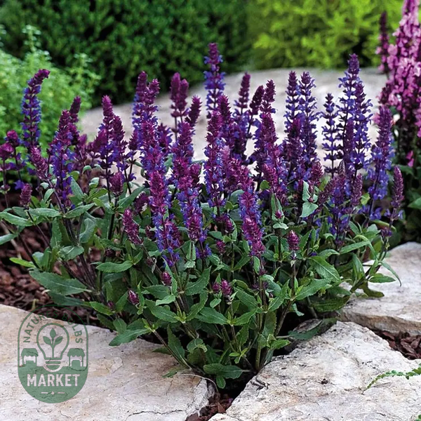 New Dimension™ Blue Salvia Seeds