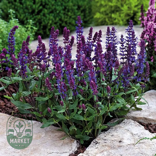 New Dimension™ Blue Salvia Seeds