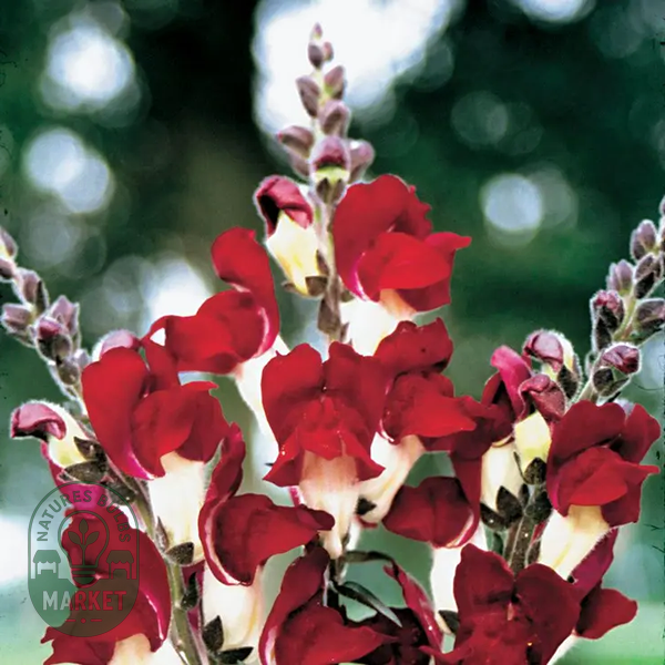 Night and Day Snapdragon Seeds